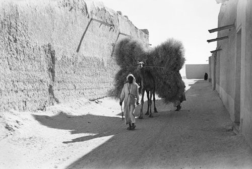 Black and white photograph of a robed man leading a camel piled high with brushwood along a sandy lane beside high mud-brick walls.